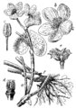 Caltha palustris Kalužnica plate 25 in: Martin Cilenšek: Naše škodljive rastline Celovec (1892)