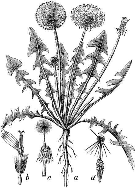 Рассмотрите рисунок одуванчика. Taraxacum officinale иллюстрация. Диаграмма Taraxacum officinale. Ботаническая иллюстрация Taraxacum. Taraxacum officinale Ботанический рисунок.