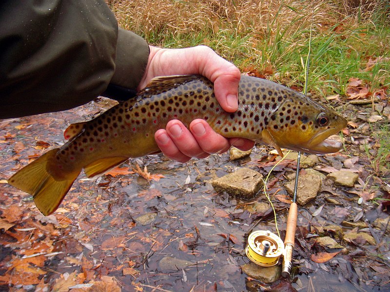 File:Oatka Creek brown trout.jpg