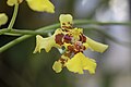 Oncidium polyadenium flower