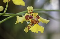 Oncidium polyadenium