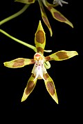 Oncidium reversoides