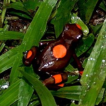 Harlequin poison frog - Wikipedia