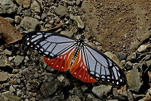 Open wing posture Basking of Papilio agestor Gray, 1831 – Tawny Mime (Male) WLB DSC 3152