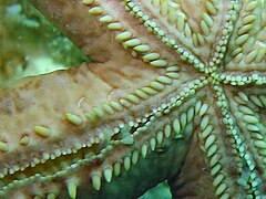 File:Ophidiaster duncani - Bird Islet 03.jpeg (Category:Echinoderms of Queensland)