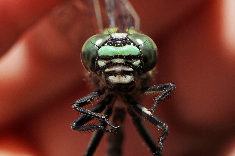 File:Ophiogomphus colubrinus 60913332.jpg