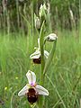 Ophrys × albertiana flowers Germany - Saarland