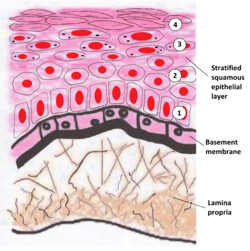 Basement membrane - Wikipedia
