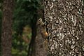 * Nomination: Orange bellied Himalayan squirrel, Panauti, Nepal--Shadow Ayush 12:02, 15 July 2023 (UTC) * * Review needed