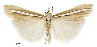 <i>Orocrambus crenaeus</i> Species of moth