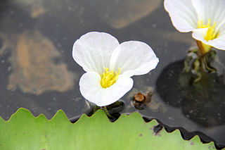 <i>Ottelia alismoides</i> Species of flowering plant