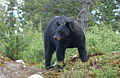 Ours noir de belle taille.jpg