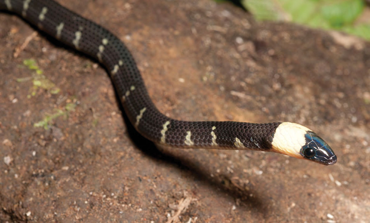 Змея 5 индийский. Oxyrhabdium leporinum. Филиппины змеи ядовитые. Змеи Юго-Восточной Азии. Среда обитания змеи.