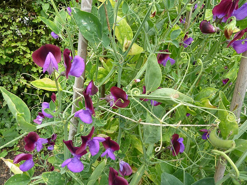 File:P1000303 Lathyrus odoratus (Cupani) (Leguminosae) Plant.JPG