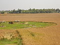 PADDY FIELD IN ALAPUZHA