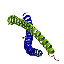 PBB Protein VIM image.jpg