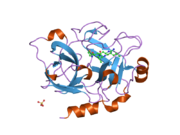 1zpb: Crystal Structure of the Catalytic Domain of Coagulation Factor XI in Complex with 4-Methyl-pentanoic acid {1-※-2-methyl-propyl}-amide