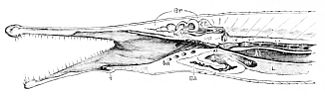 "Vertical Longitudinal Section of the Head of Lepidosteus platystomus. One-half Natural Diameter."