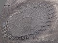 * Nomination Palaeosolaster gregoryi from the Lower Devonian, Bundenbach, Germany --Llez 05:50, 6 September 2022 (UTC) * Promotion  Support Good quality. --George Chernilevsky 06:38, 6 September 2022 (UTC)