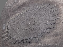 File:Palaeosolaster gregoryi - Zoo am Meer - Bremerhaven 01.jpg (Category:Echinodermata fossils)