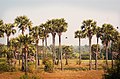 Palm tree, the provincial tree of Tamil Nadu