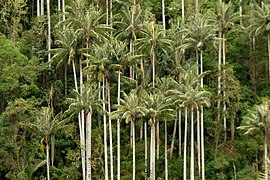 Kokoros vaškinių palmių miškas