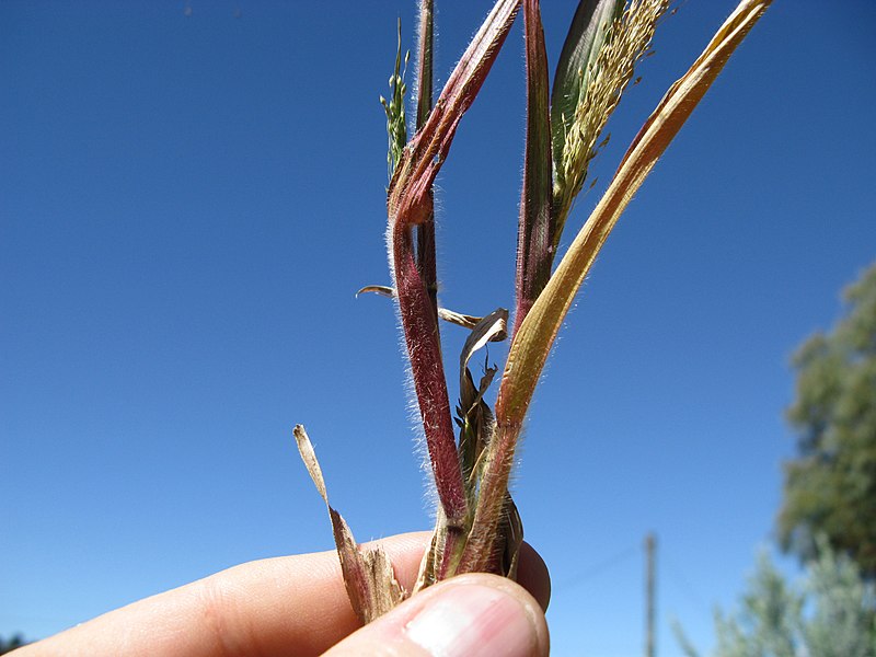 File:Panicum capillare (7185668797).jpg