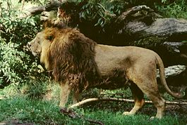 Panthera leo persica male.jpg