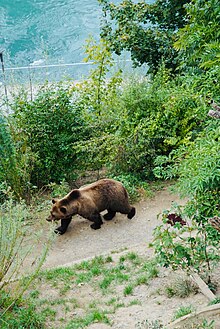 Parc aux ours2.jpg