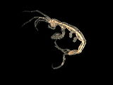 Pariambus typicus (Skeleton shrimp)