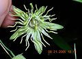 Yellow passion flower P. lutea