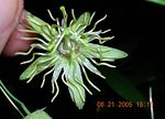 Passiflora lutea üçün miniatür
