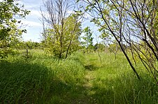 Path to Meadow