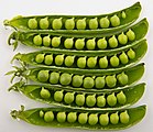 ถั่วลันเตาแบบกินเมล็ด (อังกฤษ: pea; จีน: 豌豆) "วานโต้ว"