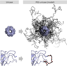 The protein uricase can be PEGylated to form pegloticase, which improves its solubility at physiological pH, increases serum half-life and reduces immunogenicity without compromising activity. Upper images show the whole tetramer, lower images show one of the lysines that is PEGylated. (PDB: 1uox PEG-uricase model from reference ) PegUricase.png