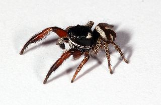 <i>Pellenes nigrociliatus</i> Species of spider