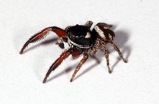 <i>Pellenes nigrociliatus</i> species of arachnid