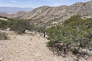 Peloncillo Mountains - Flickr - aspidoscelis.jpg