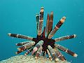 Pencil Sea Urchin, Echinoidea.jpg