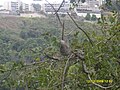 Pereza (Bradypus tridactylus) La Boyera, Miranda - Venezuela 001.jpg
