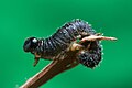 Perga sp, Austin's Ferry, Tasmania, Australia