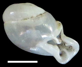 <i>Perrottetia hongthinhae</i> Species of gastropod