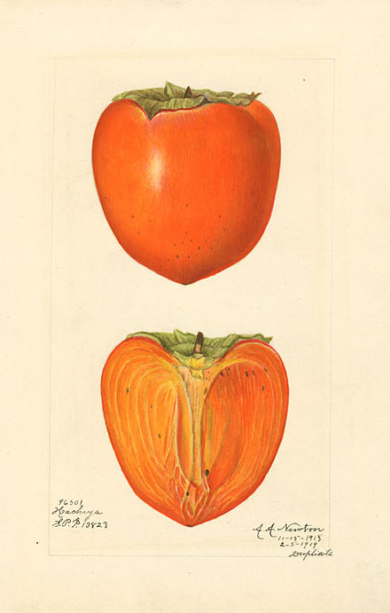 Japanese persimmon (cultivar 'Hachiya') – watercolor 1887