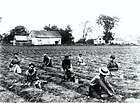 A 1927 photo of farm workers sowing the fields.