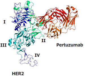 Pertuzumab-HER2 complex 1S78.png