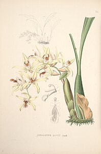 plate 7 Coelogyne asperata