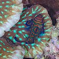 * Nomination Mandarinfish (Synchiropus splendidus), Anilao, Philippines --Poco a poco 09:32, 24 February 2024 (UTC) * Promotion  Support Good quality. --Charlesjsharp 13:39, 24 February 2024 (UTC)