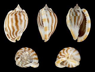 <i>Phalium flammiferum</i> Species of gastropod