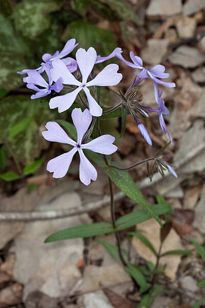 File:Phlox Kaldari 02.jpg