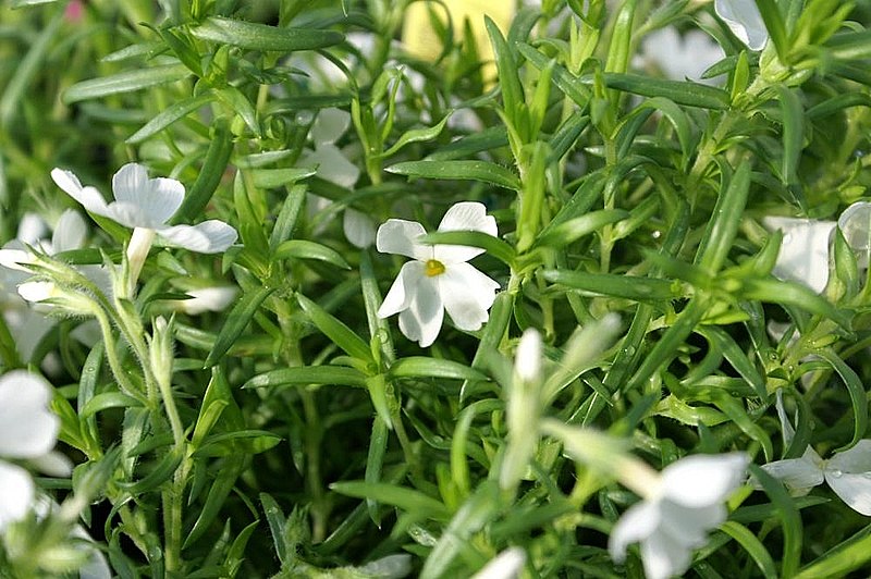 File:Phlox subulata White Delight 0zz.jpg